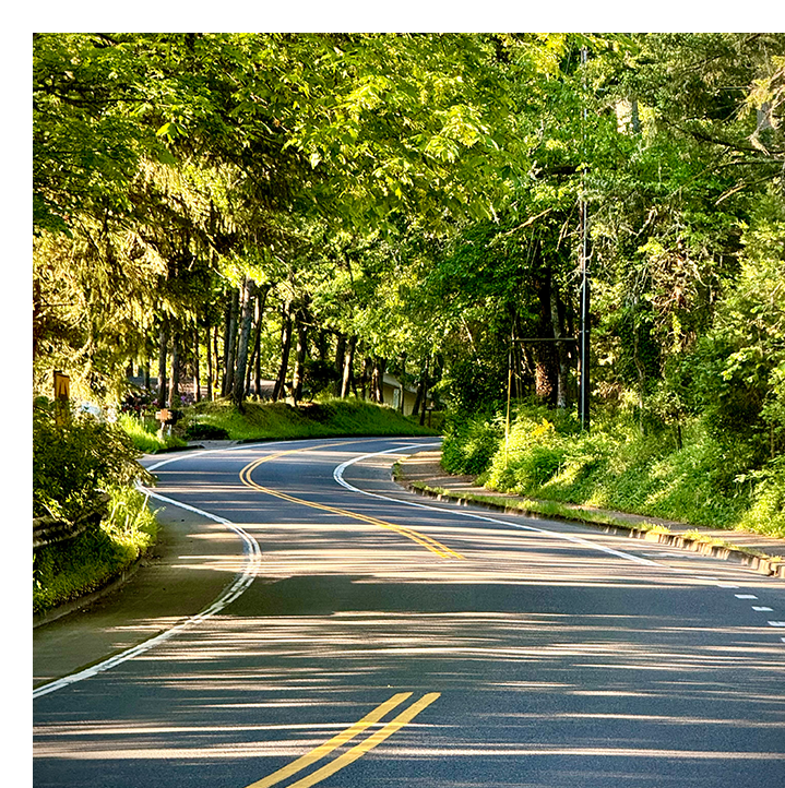 A road with trees and bushes on both sides of the street.